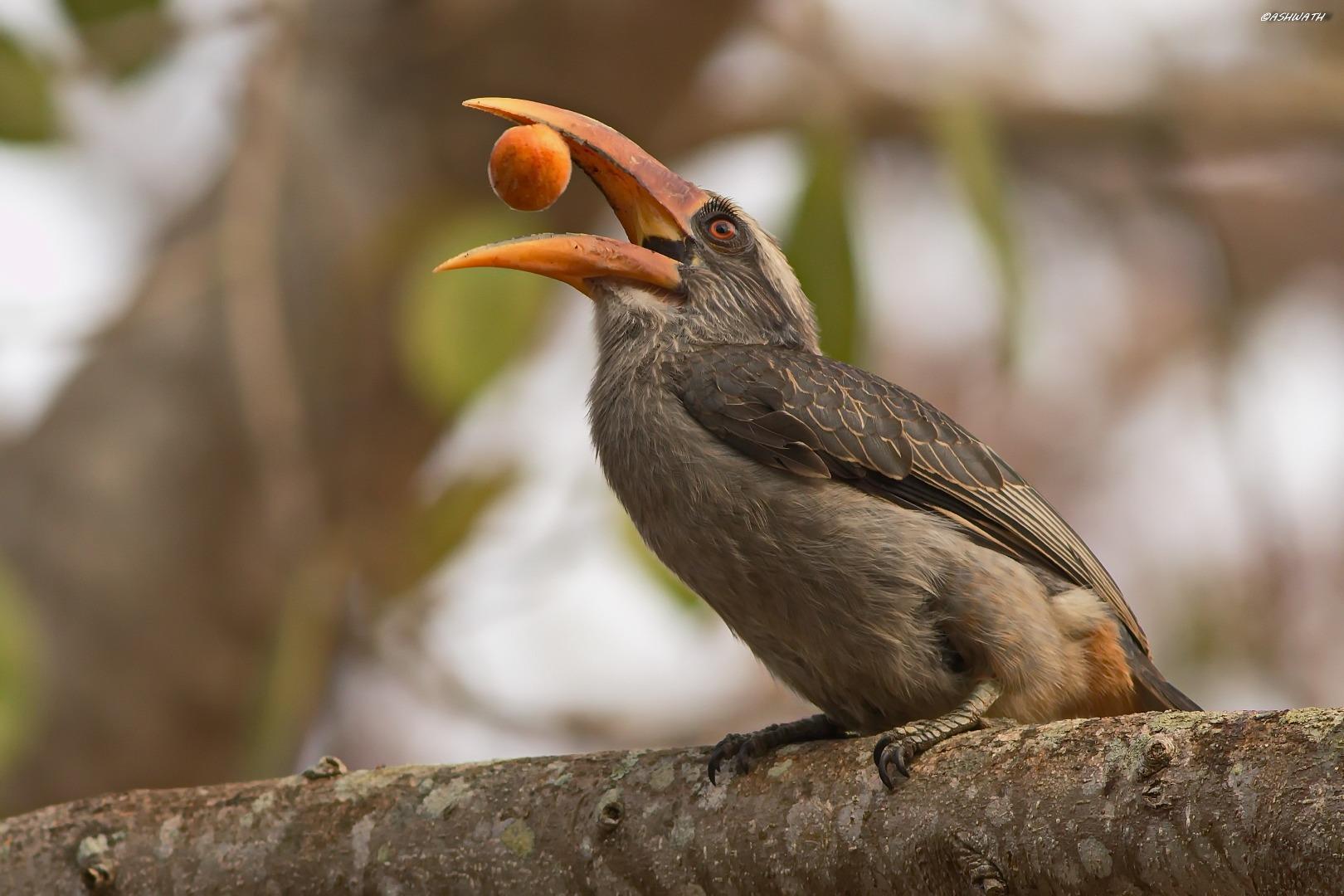 Malabar grey hornbill