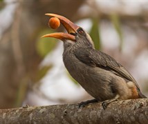 Malabar grey hornbill