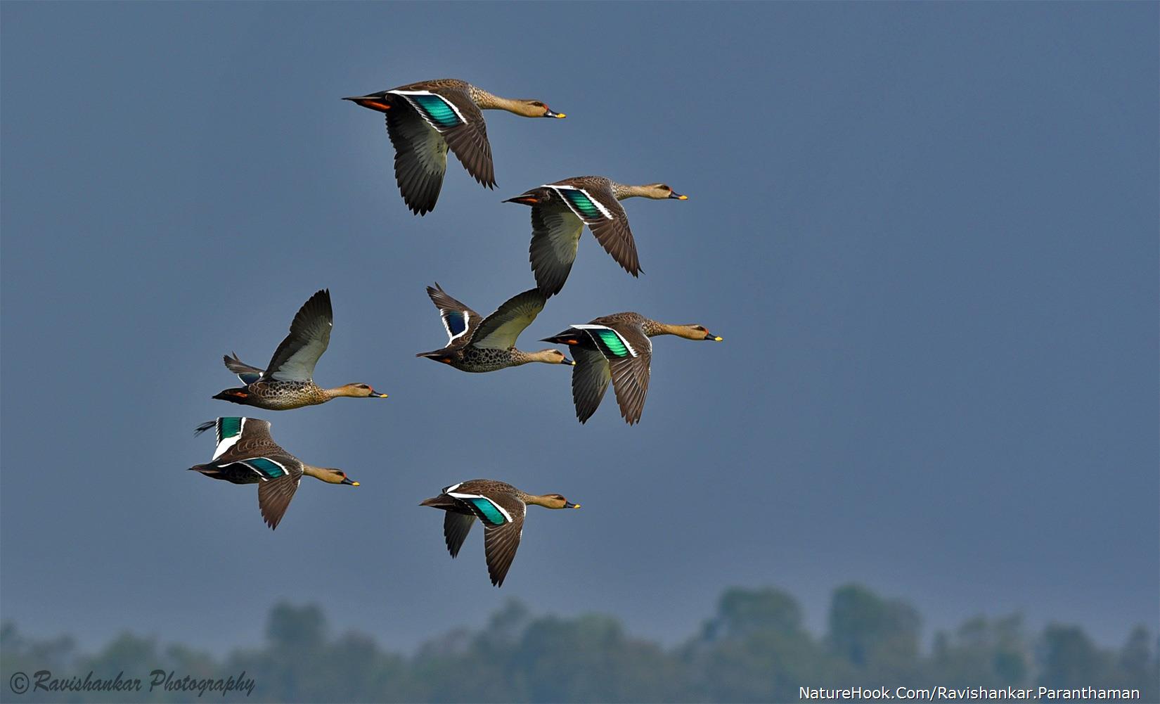 Spot-billed duck