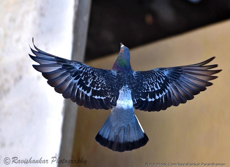 Rock dove