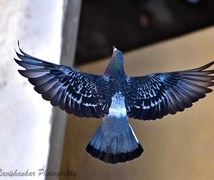 Rock dove