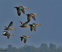 Spot-billed duck