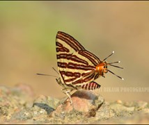 Long-banded silverline