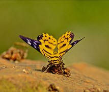 False tiger moth