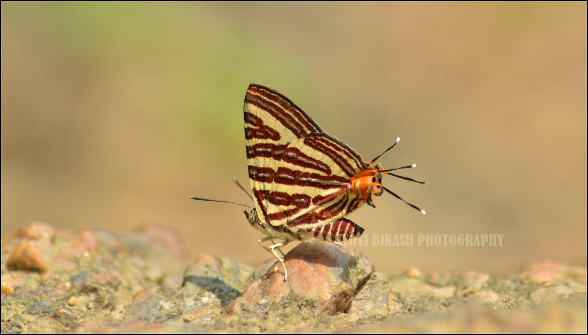 Long-banded silverline