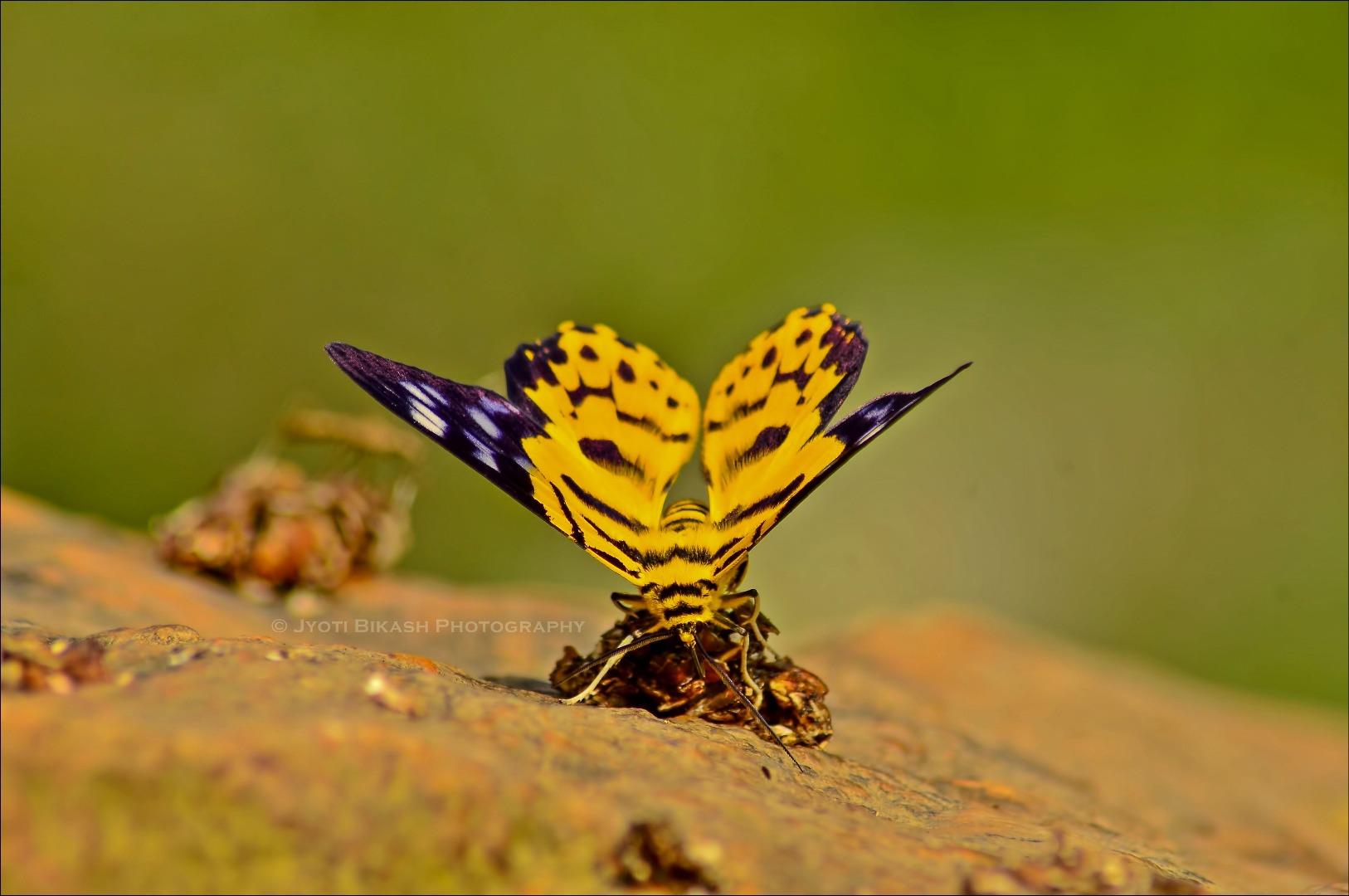 False tiger moth