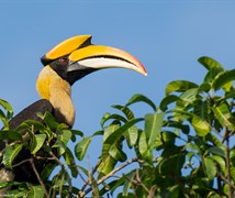 Great Hornbill (Buceros bicorn