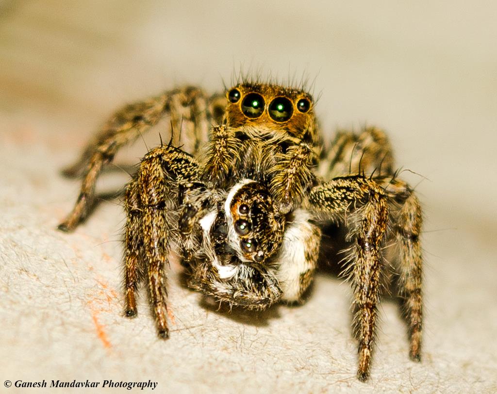 Jumping Spider