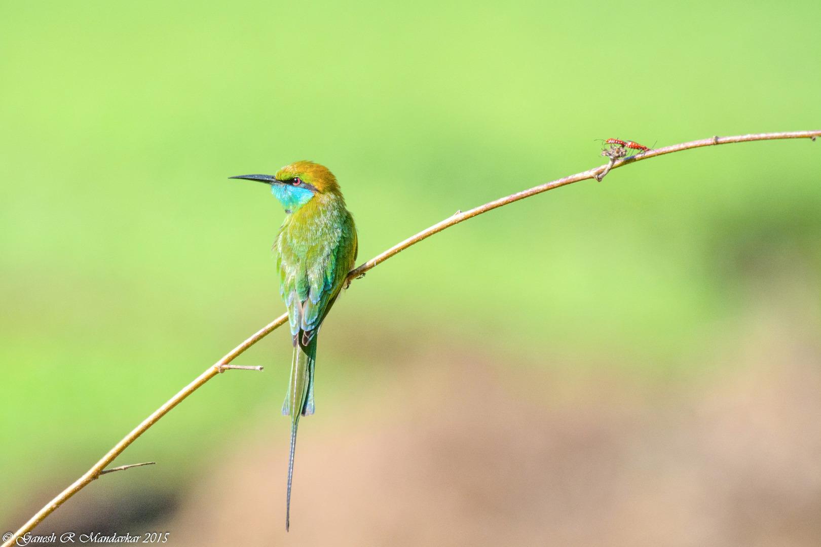 The Green Bee-Eater (Merops or