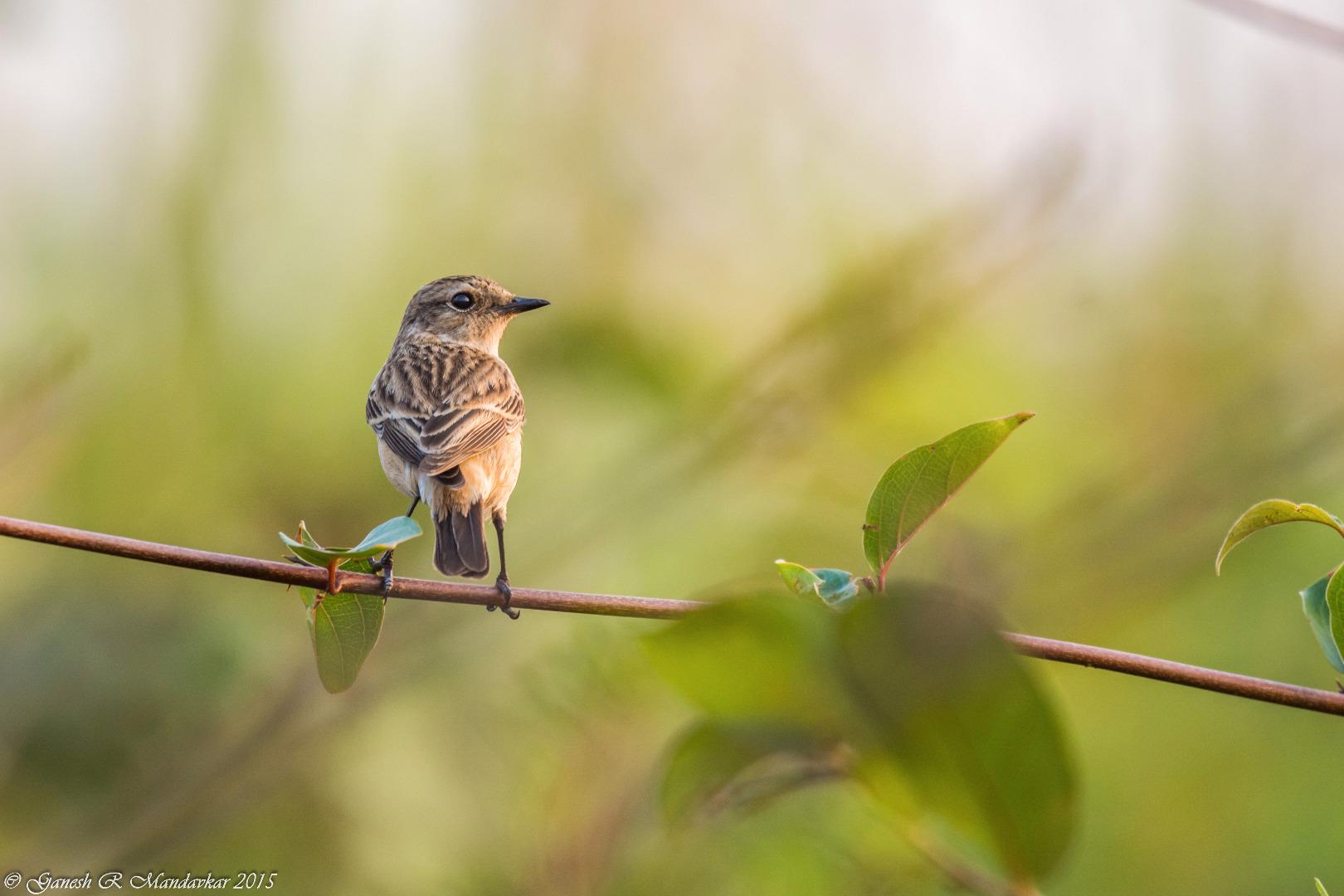 Common Stonechat female (saxic