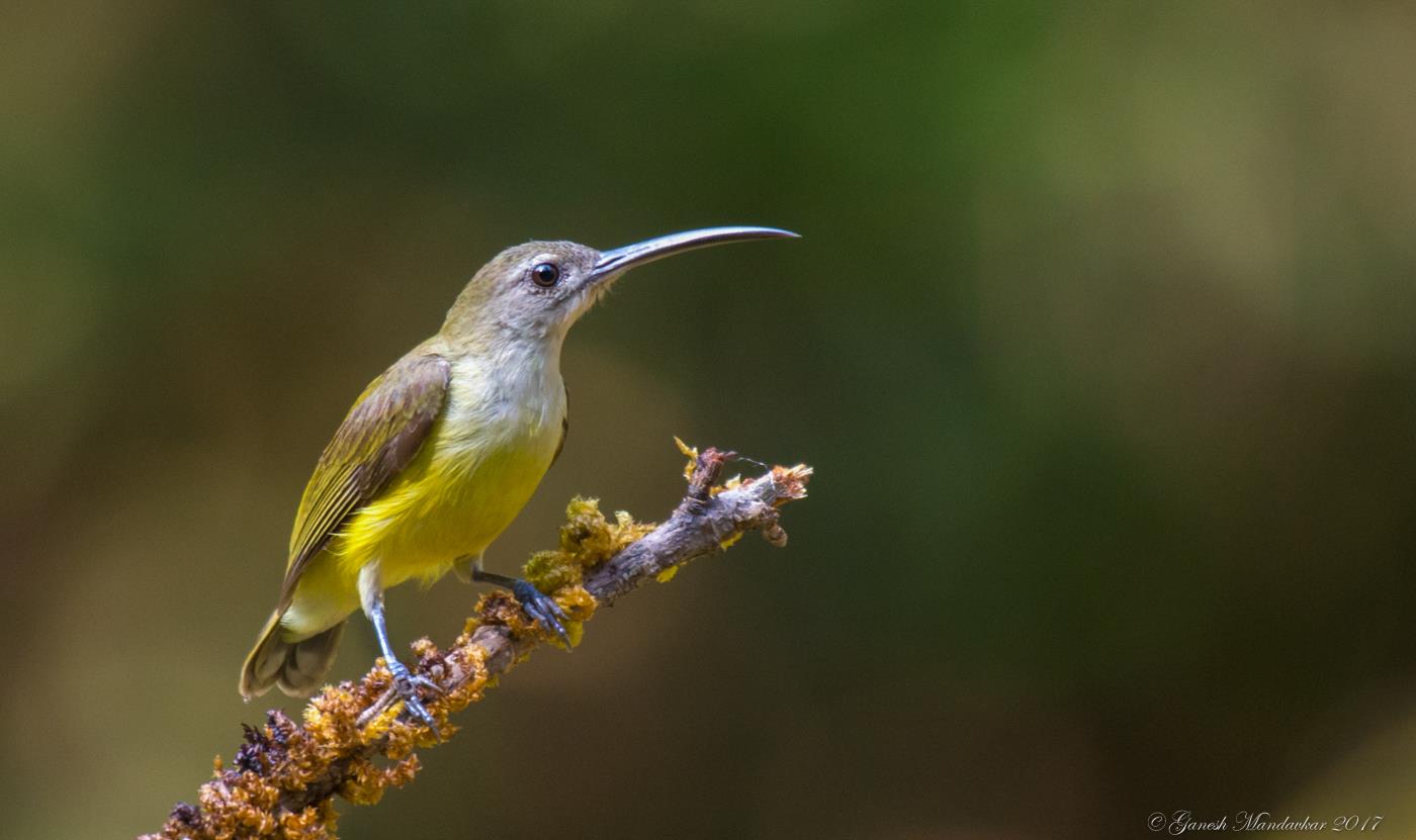 The little spiderhunter, Ganes