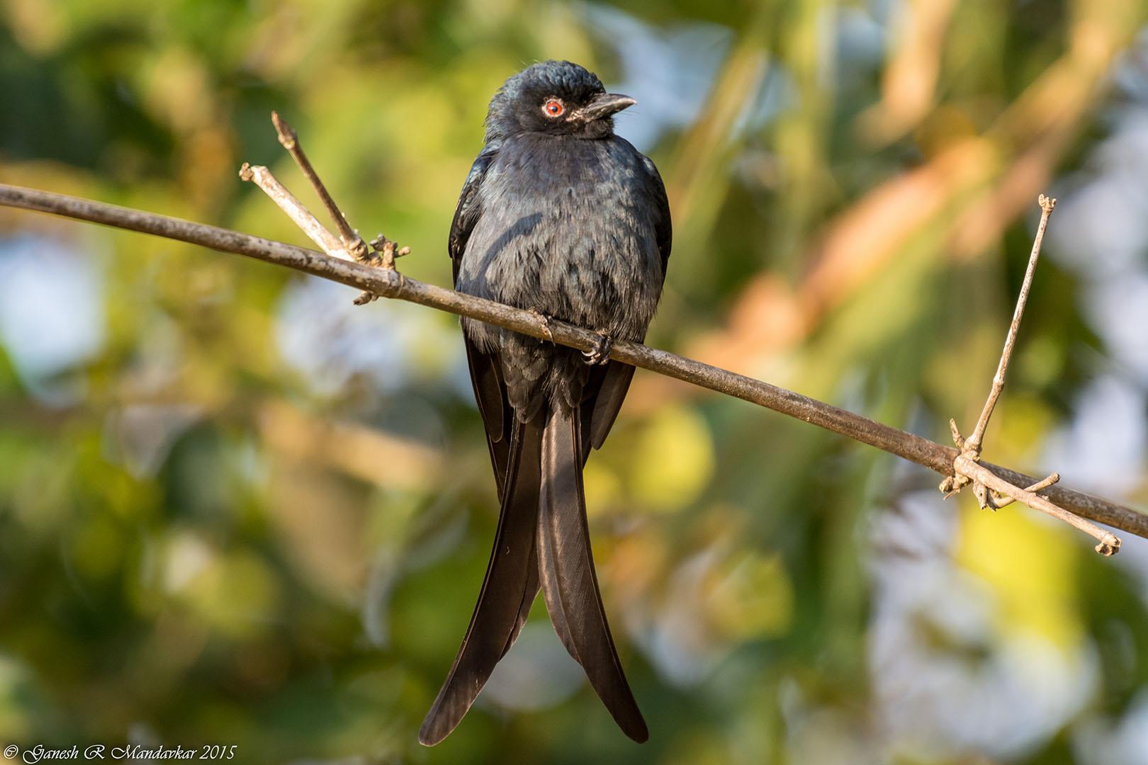 The Ashy Drongo (Dicrurus macr