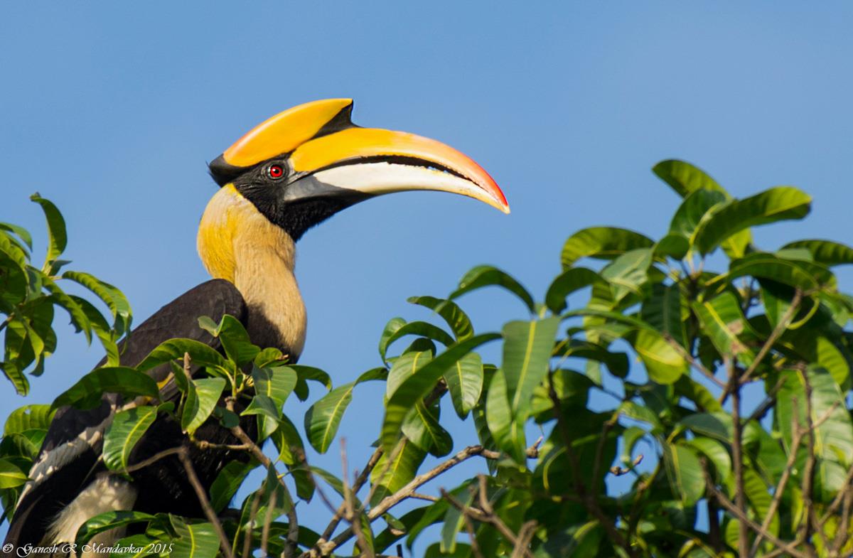 Great Hornbill (Buceros bicorn