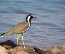 Red-wattled lapwing (Vanellus 