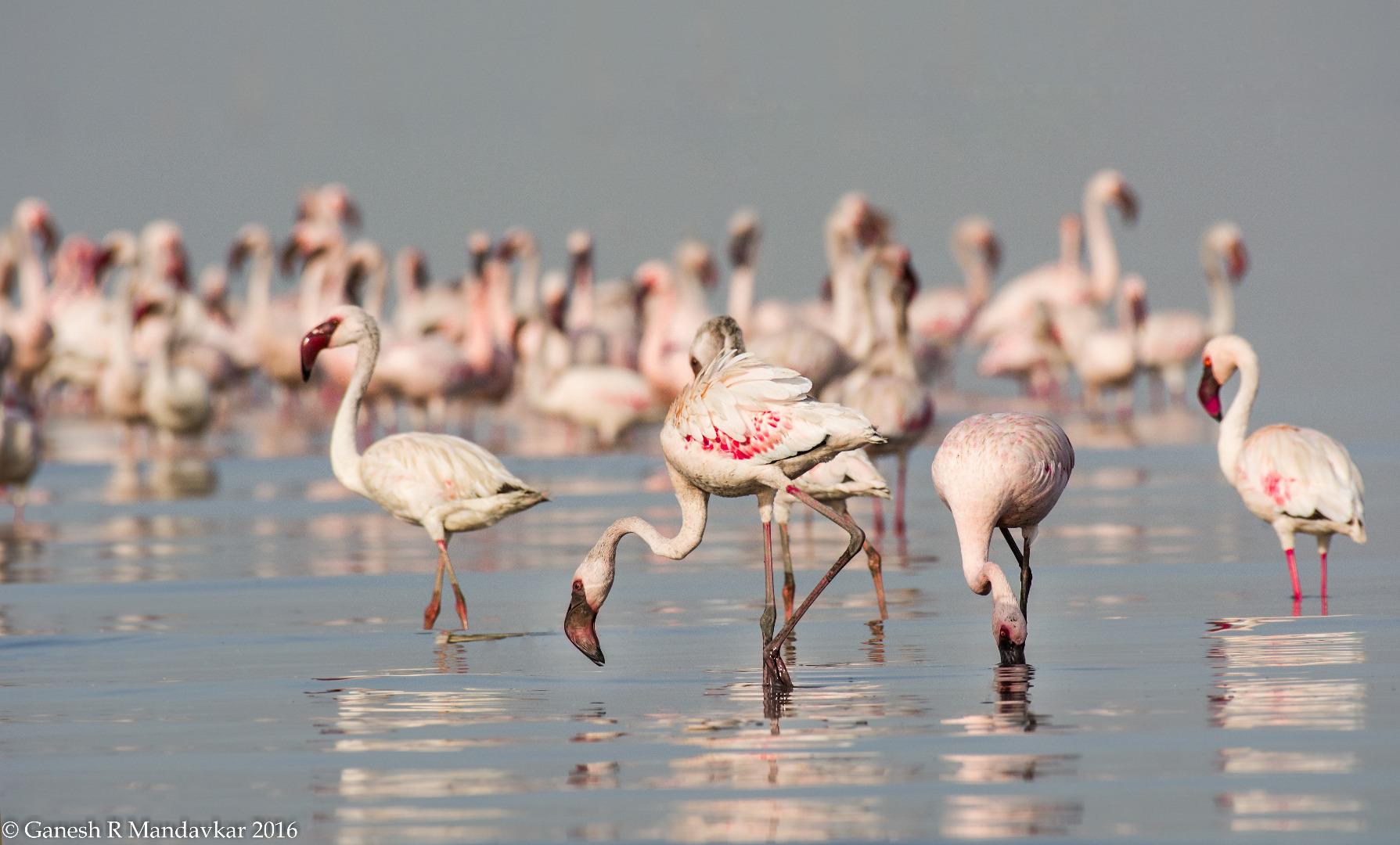 Lesser flamingo (Phoeniconaias