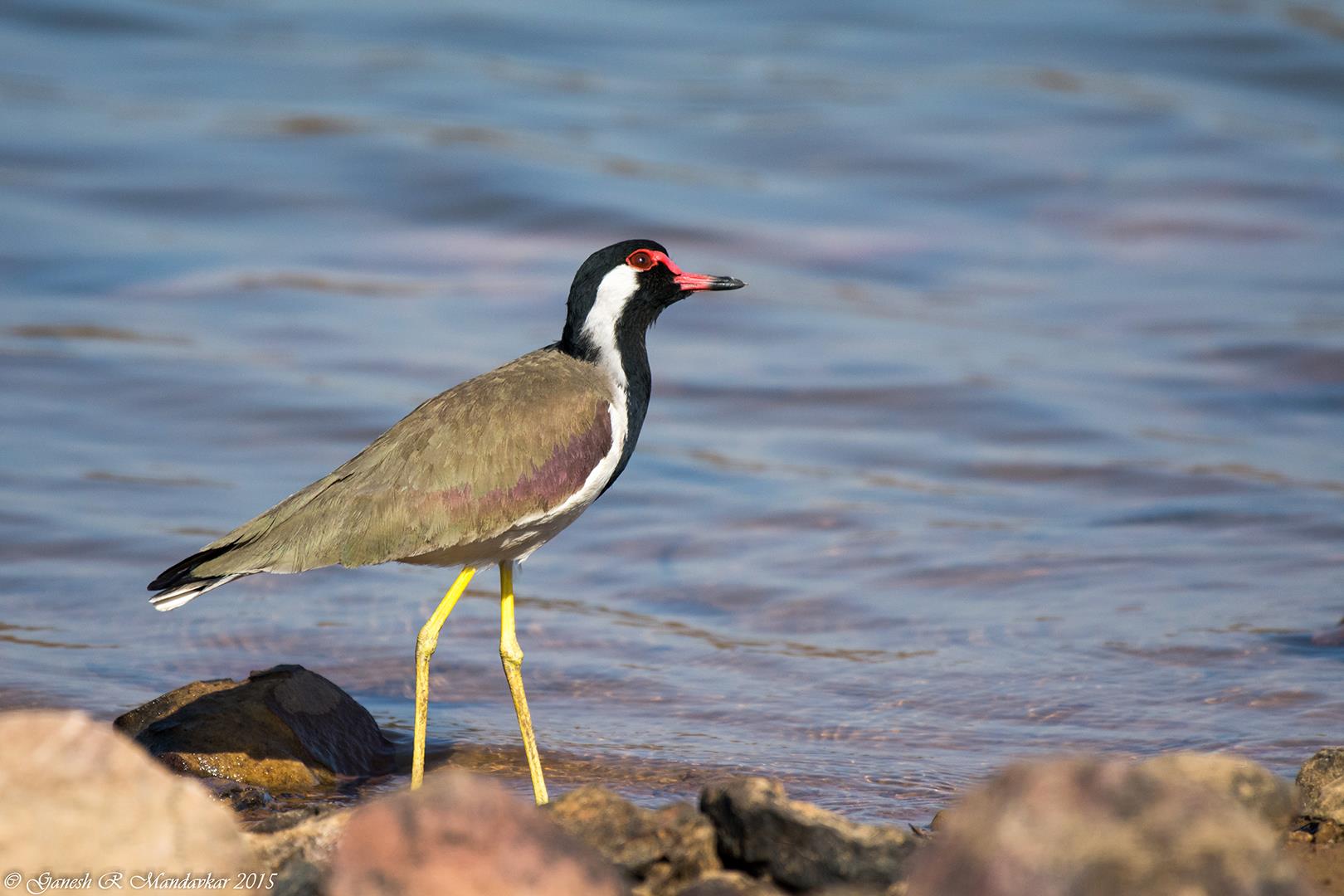 Red-wattled lapwing (Vanellus 