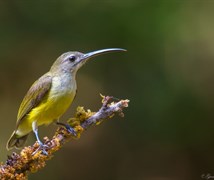 The little spiderhunter, Ganes