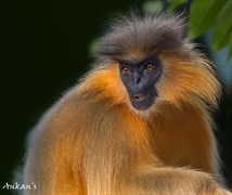 Capped langur