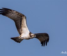 Osprey