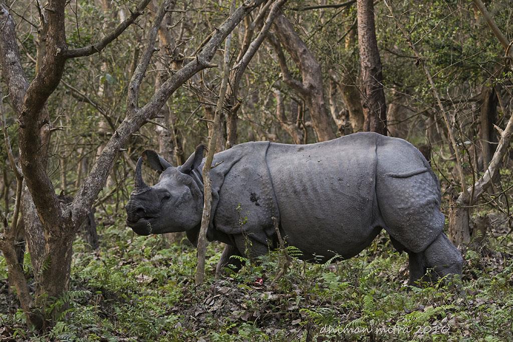 Rhino