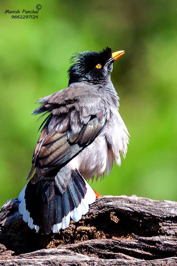 Jungle Myna 