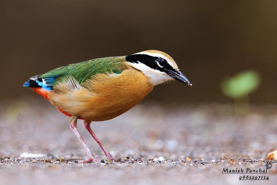 indian Pitta