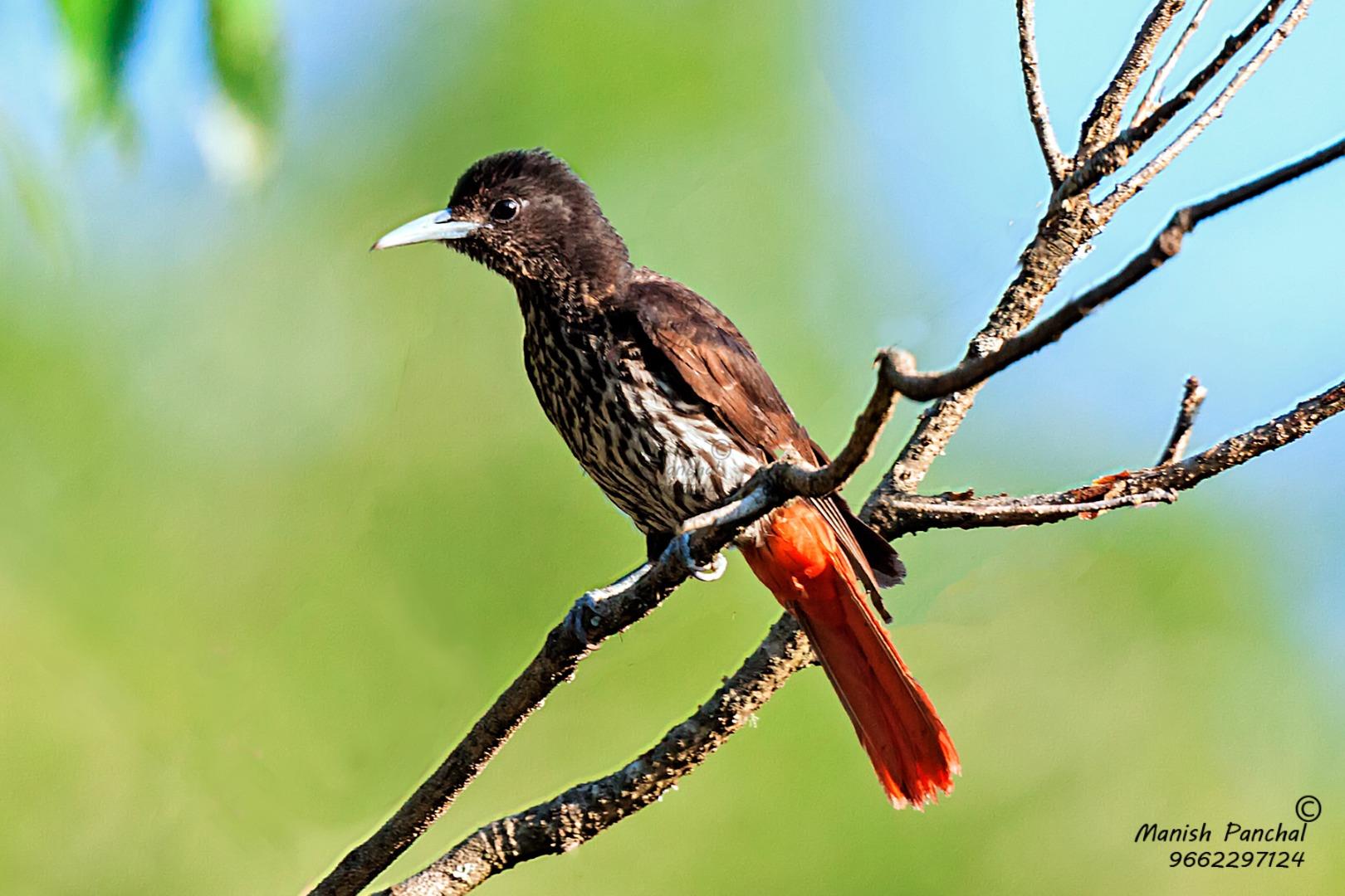 Maroon Oriole ( Female )