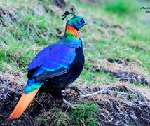 Himalayan  Monal