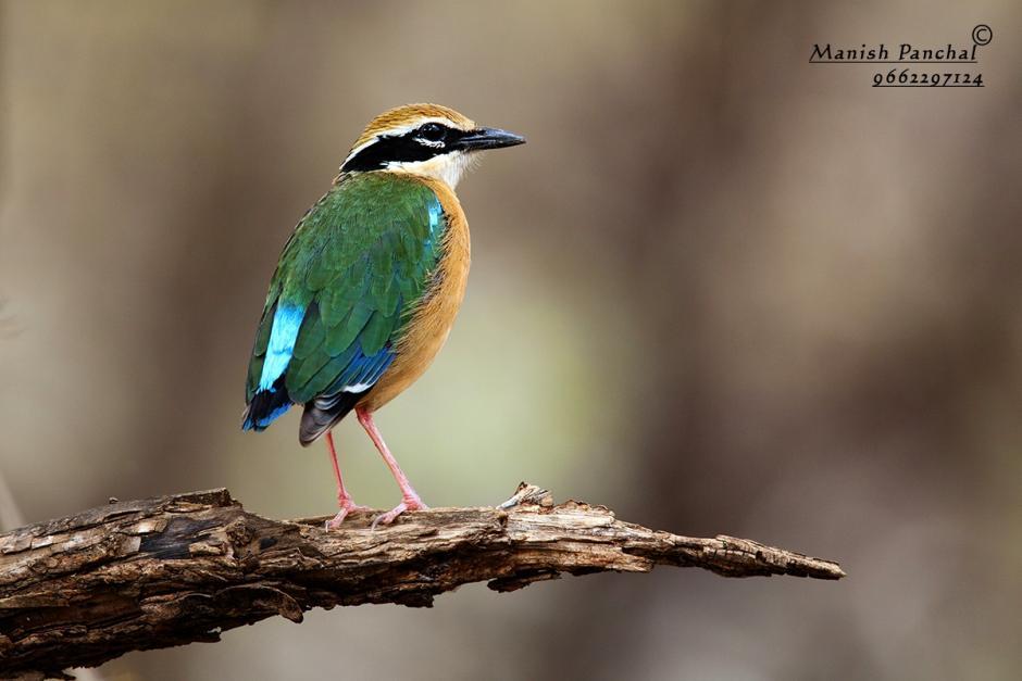 indian Pitta