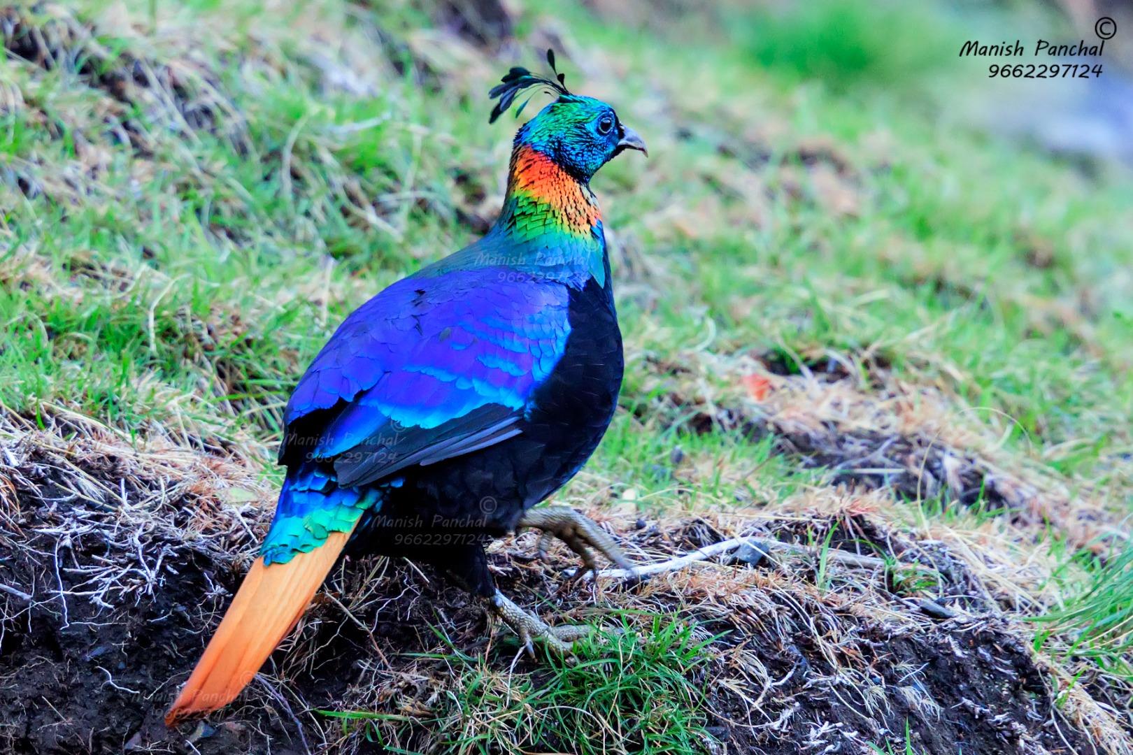 Himalayan  Monal