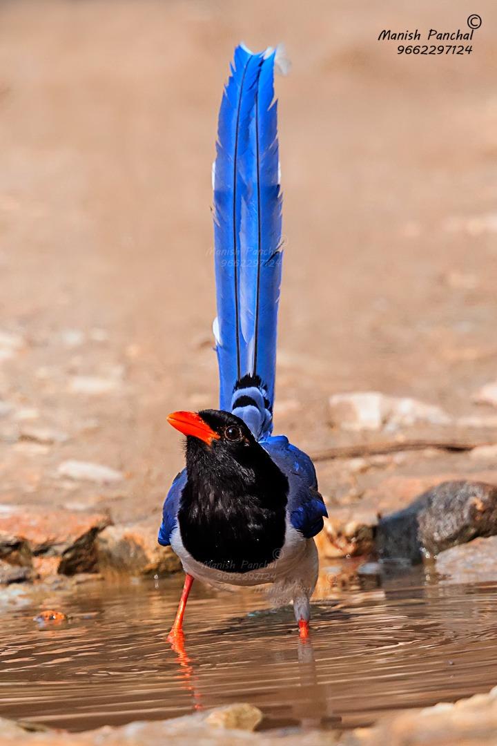 Red-Billed Blue Magpie