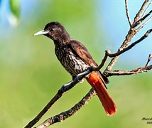 Maroon Oriole ( Female )