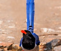 Red-Billed Blue Magpie