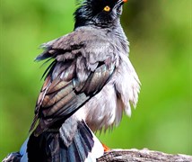 Jungle Myna 