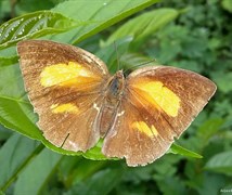 Burmese sunbeam (Curetis saron