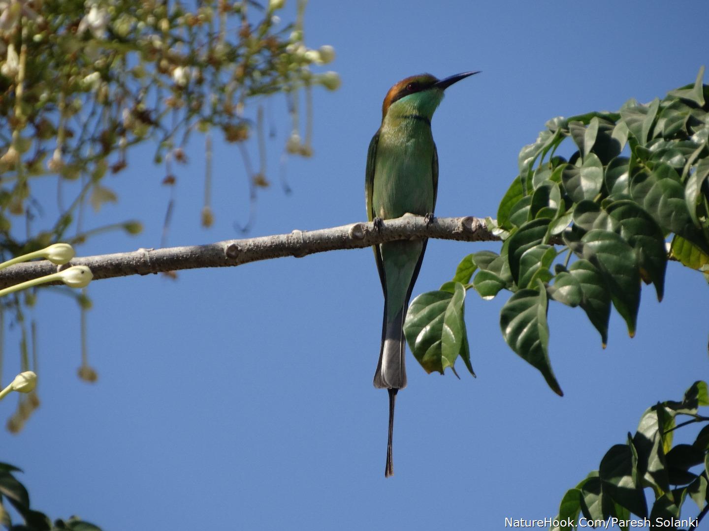 Bee eater