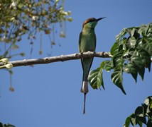 Bee eater