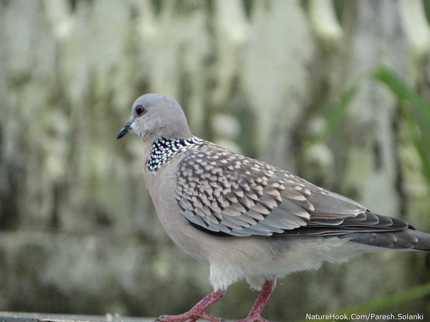 Spotted dove