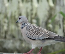 Spotted dove