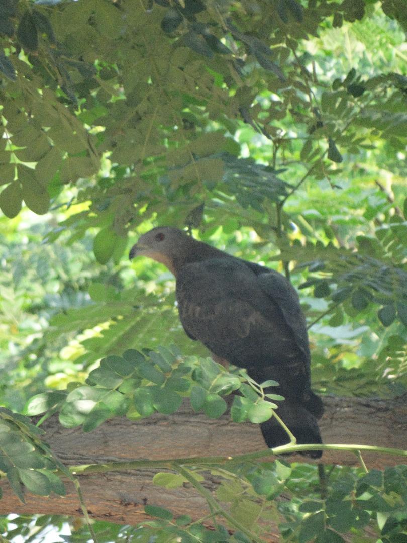 Honey Buzzard