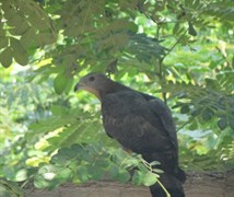 Honey Buzzard