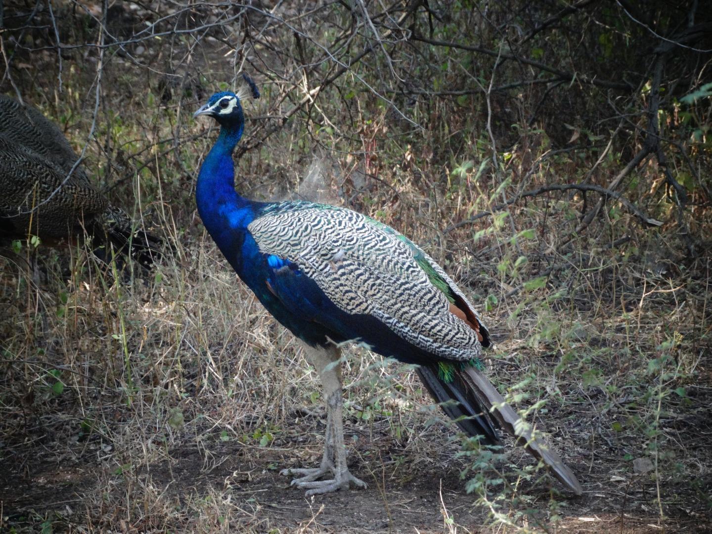 peacock