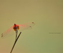 Crimson Marsh Glider Dragon fl