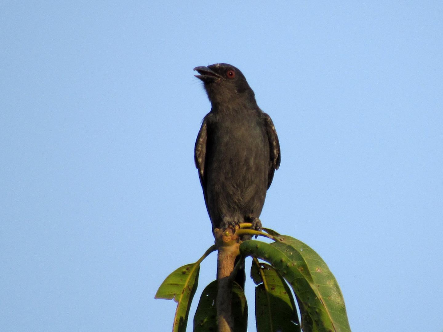 Black Drongo