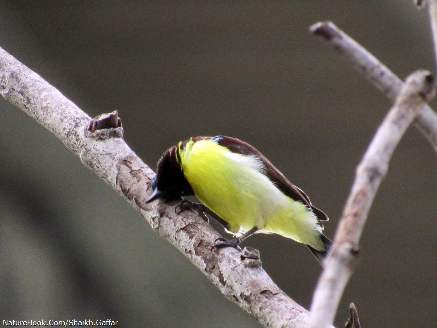 Purple Rumped Sunbird