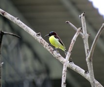 Purple Rumped Sunbird