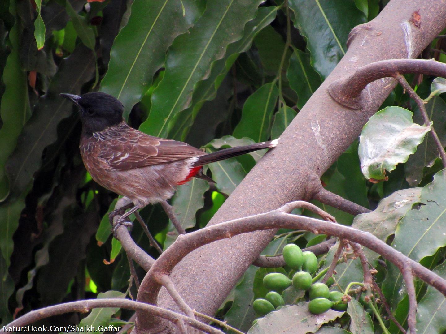 Red Vented Bulbul