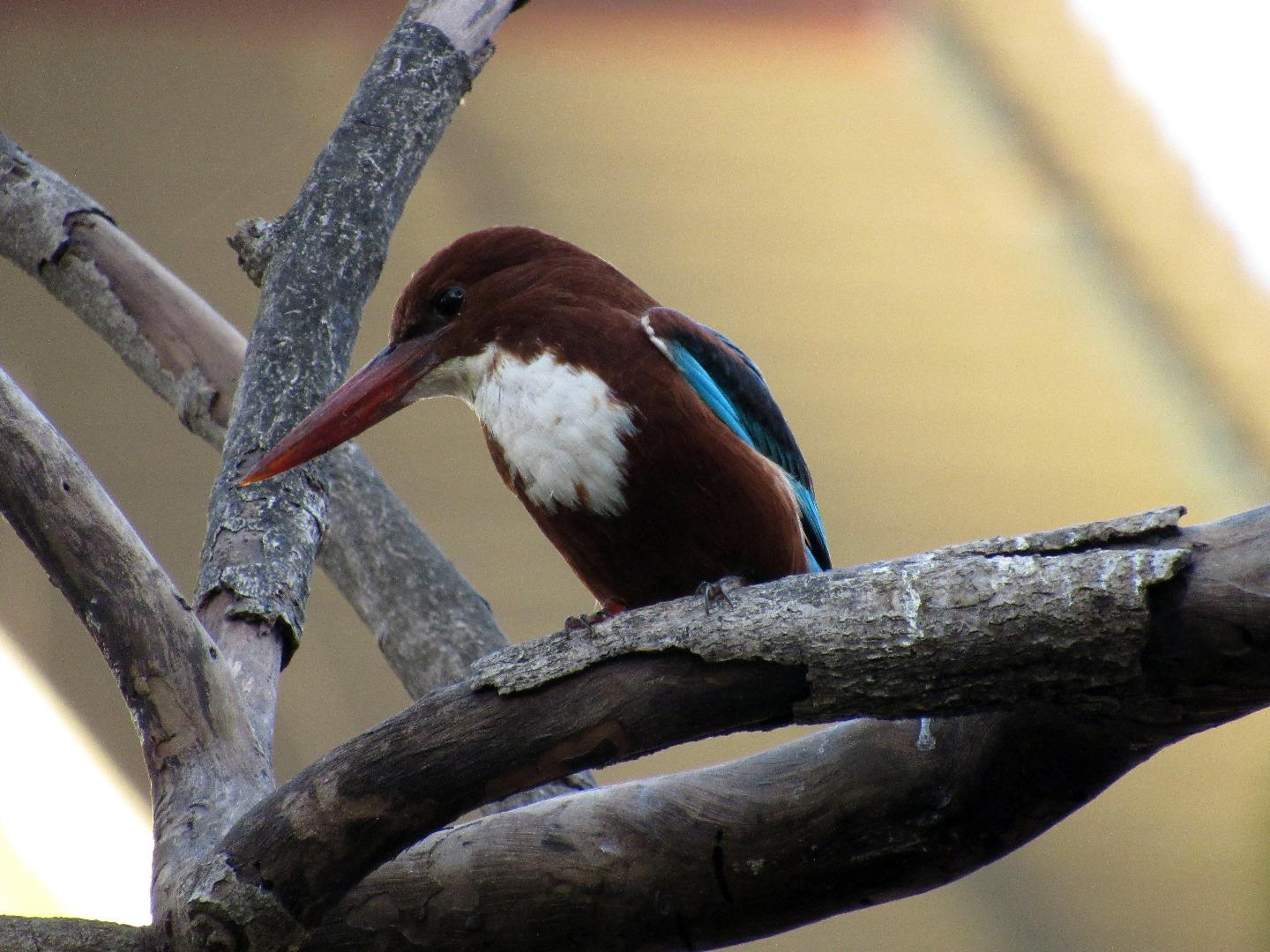 White Throated Kingfisher