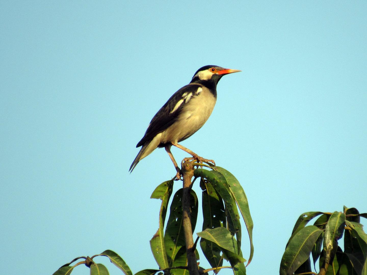 Pied Myna