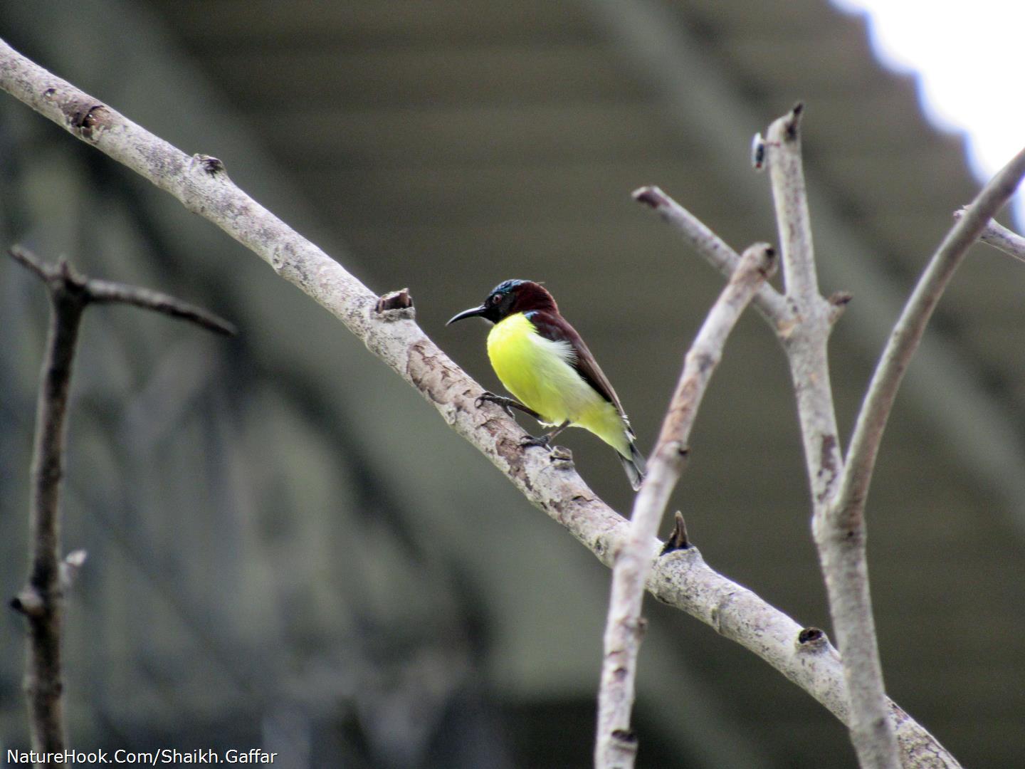 Purple Rumped Sunbird